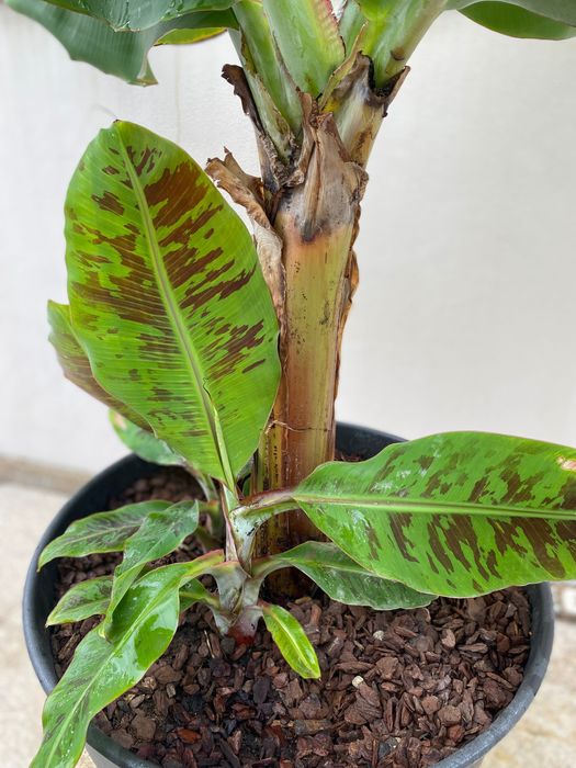Bananeira „Musa Dwarf Cavendish“ com 3 rebentos