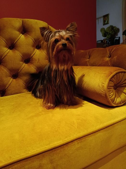 Yorkshire terrier suczka