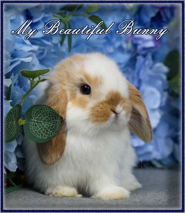 Piękny Młody Króliczek Mini Lop - Orange Butterfly