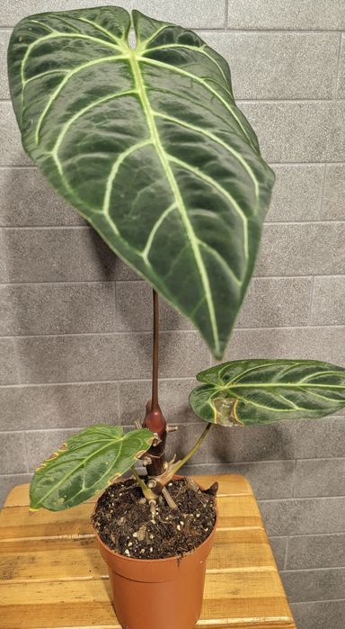 Антуріум  Регал.