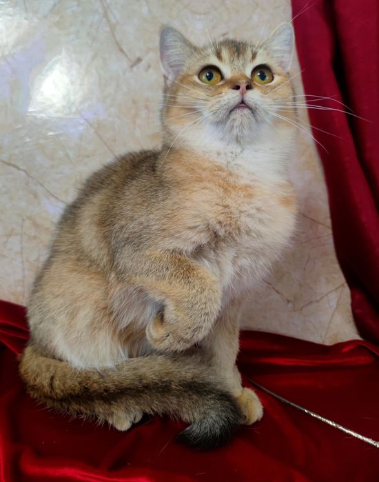 Маленький левеня, золота шиншила 5 міс