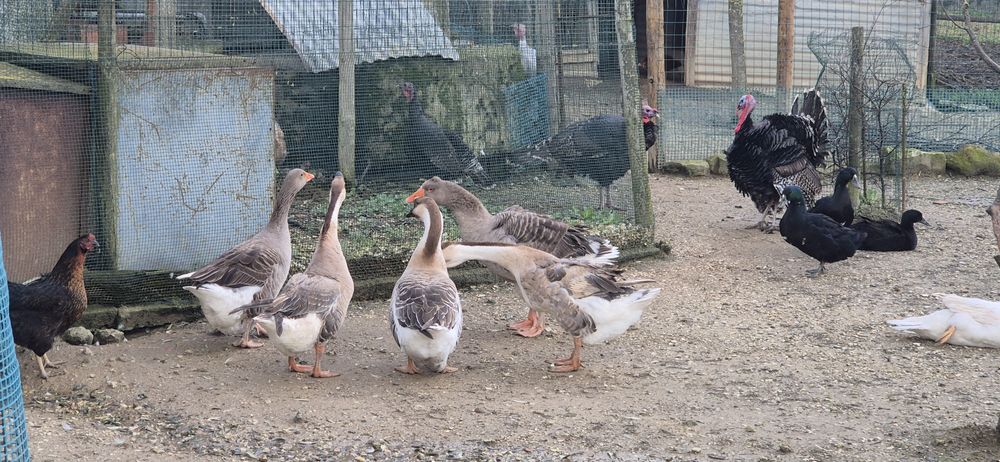 Gansos da Guiné/ toulouse