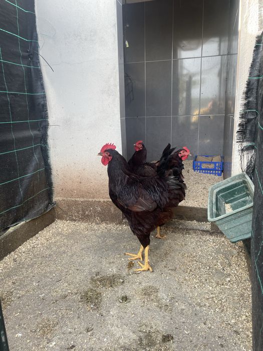 Ovos de rod island red