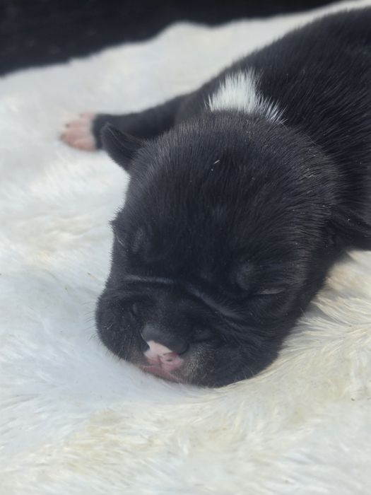 Piesek american bully  z metryką