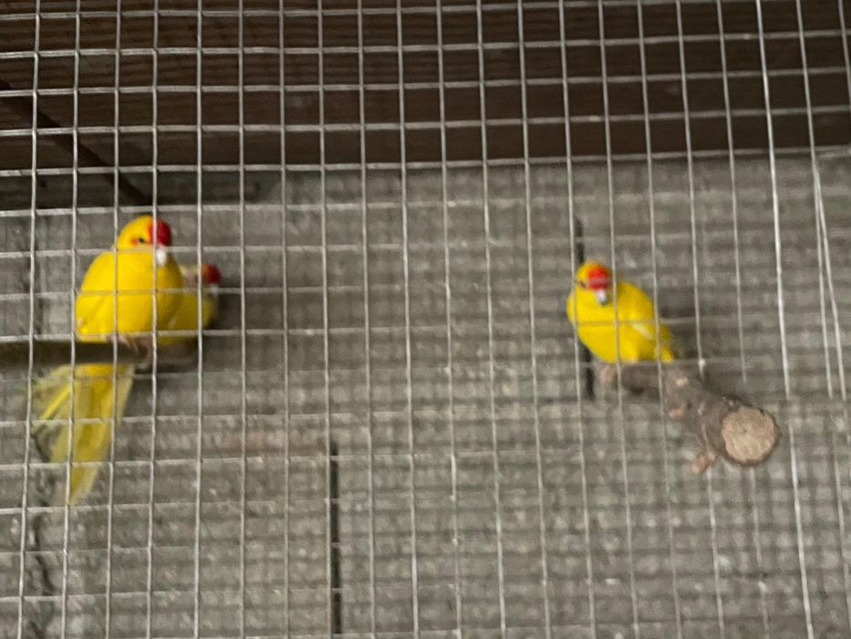Vendo kakakiri a bom preco