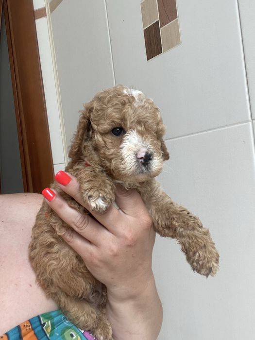 Мальтіпу ф1 та ф2