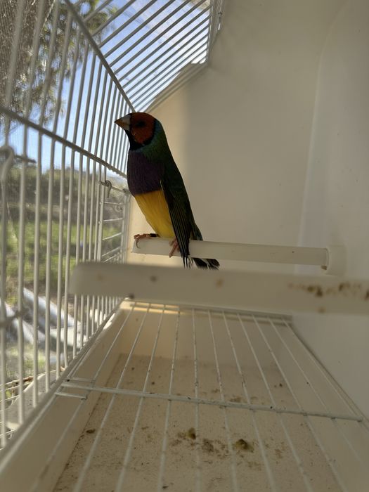 Diamantes gould machos