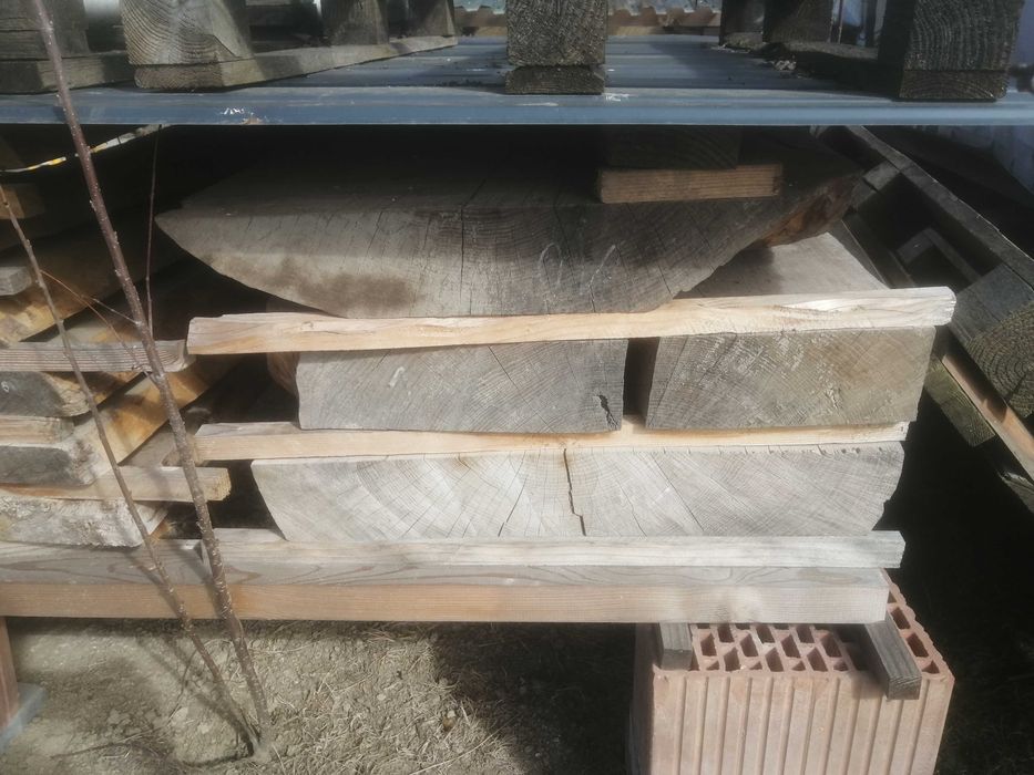 Jesion brusy, na, sztuki