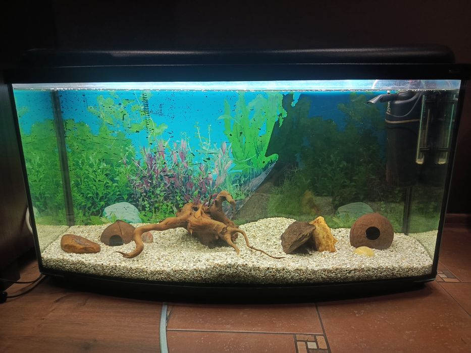 Akwarium panoramiczne