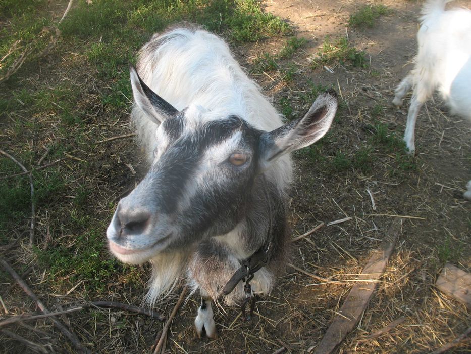 Продам недорого коз,козлят,барашков