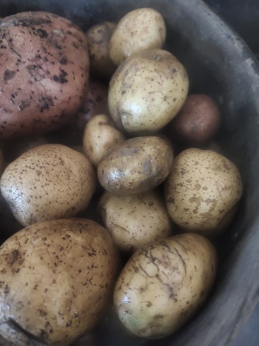 Ziemniak drobny paszowy