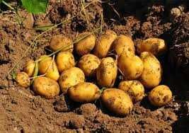 Ziemniaki Melodia, Gala, Tajfun, Bellarosa. Sprzedaż jedynie wysyłkowa