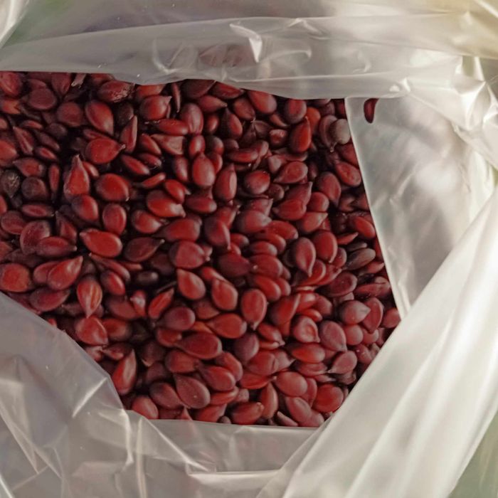 3*. Pestki pigwowca na nalewkę 317g