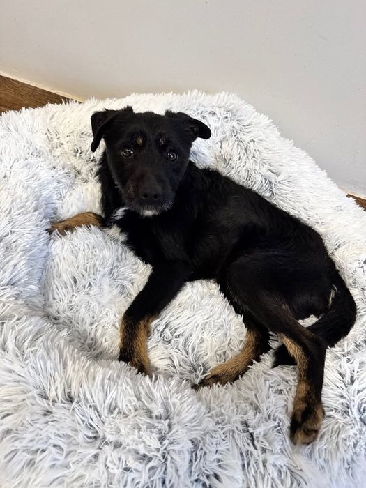 Śliczny grzeczny roczny Frutek do adopcji