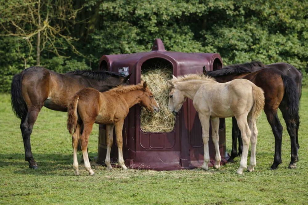 Paśnik, dzwon na baloty, dla cieląt i koni, 5 stanowisk, burgundowy