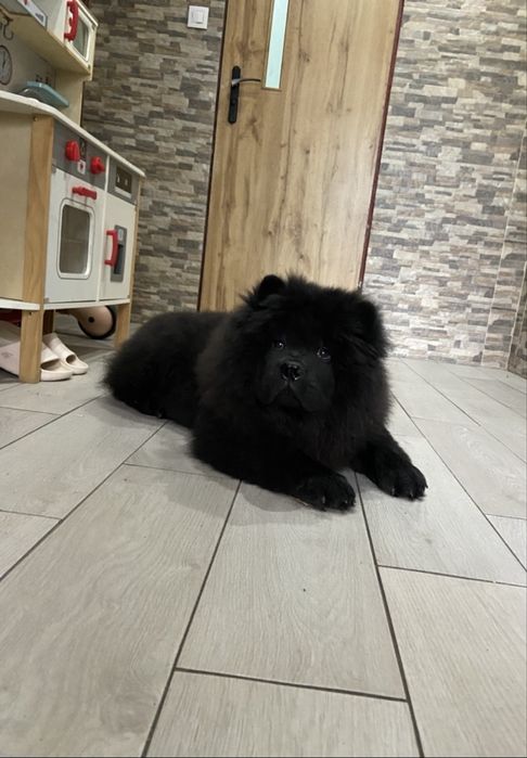 Piękny piesek chow chow
