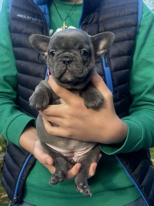 Гарнюні цуценятка бульдожки