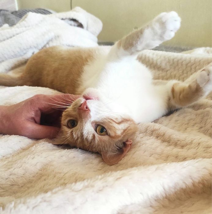 Киця і котик в добрі руки. Стерилізовані