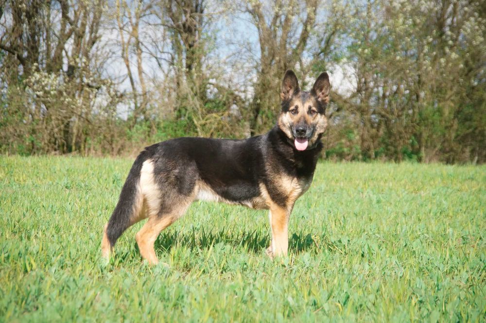 Hugon - piękny pies do adopcji