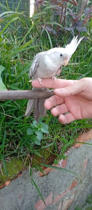 Caturras criadas a mão e domesticadas
