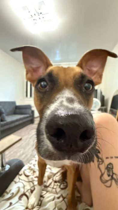 Отдам прекрасную собачку