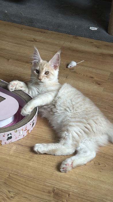 Кошеня мейн кун