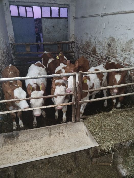 Cielak Żarłak Starter Odsadek SM MM Jałówki