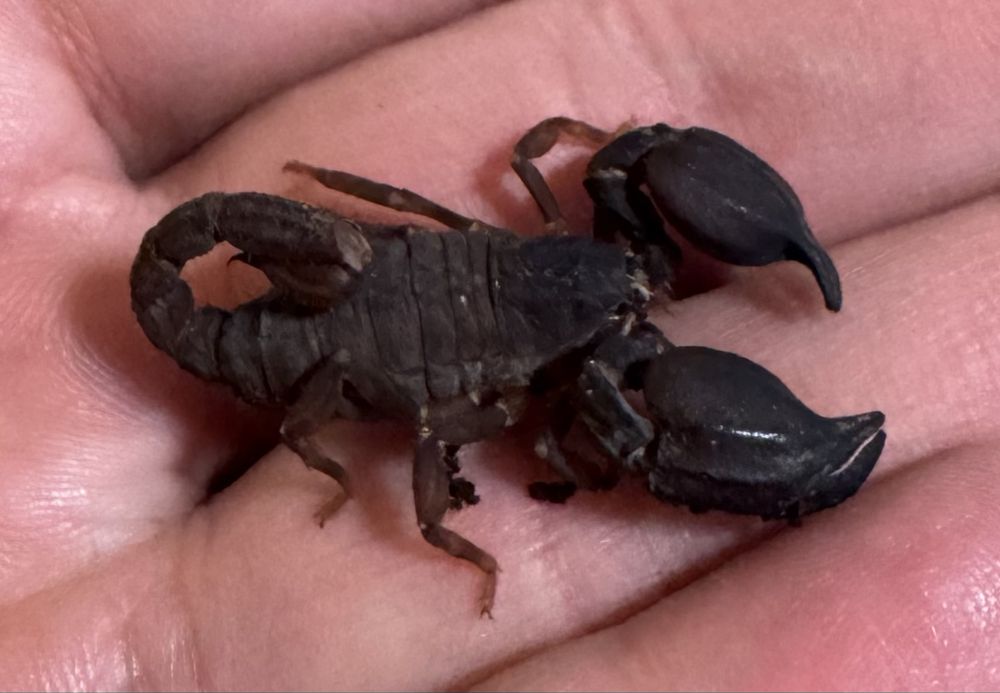 Skorpiony Chaerilus sp. Lale