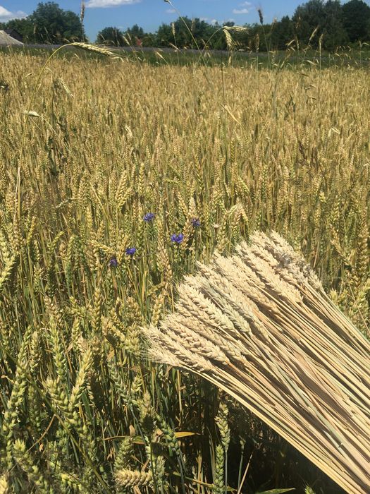 продам колоски пшениці, жита