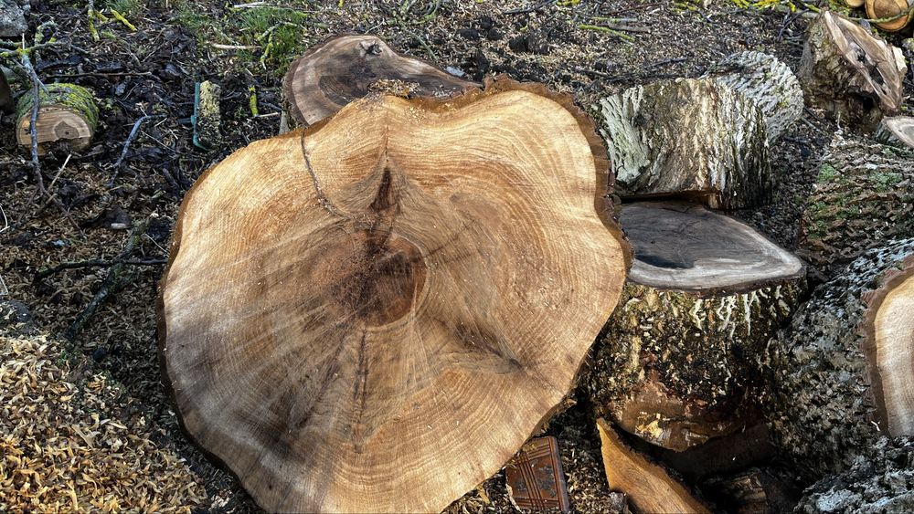 Orzech włoski materiał dla stolarza