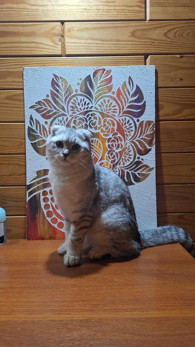 Шотландський висловухий котик для в'язки