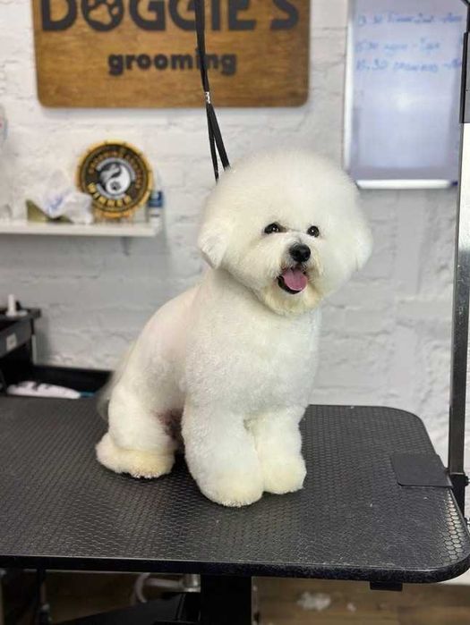 Хлопчик Бішон Фрізе,КСУ,12 місяців / Bichon Frize boy,UKU,12 months