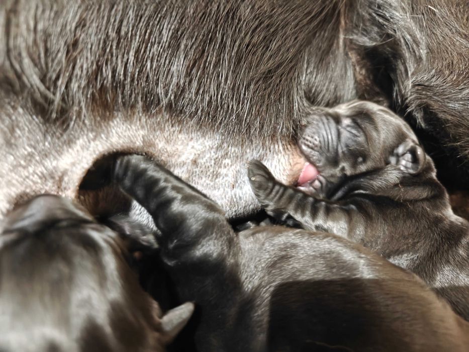 Labrador retriever fci zkwp czarne czekoladowe czekoladowe suczka pies