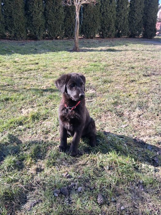 Oddam pieski w dobre ręce