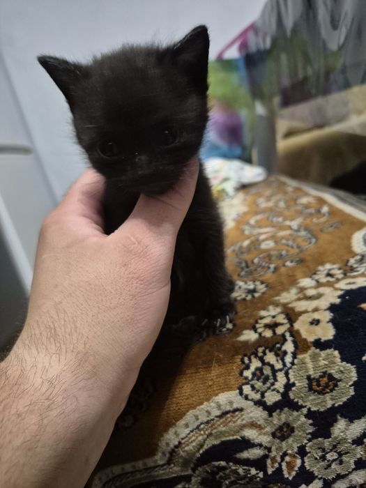 Віддам котиків в добрі руки!