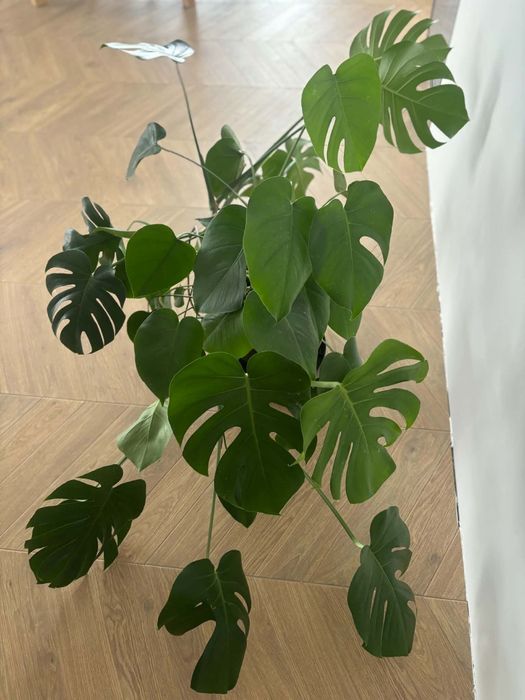 Monstera 150cm - piękna