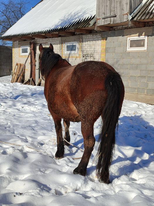 Молода робоча кобила
