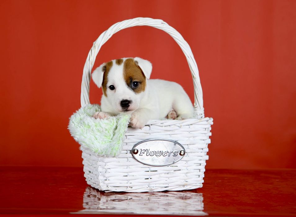 Джек Рассел тер’єр