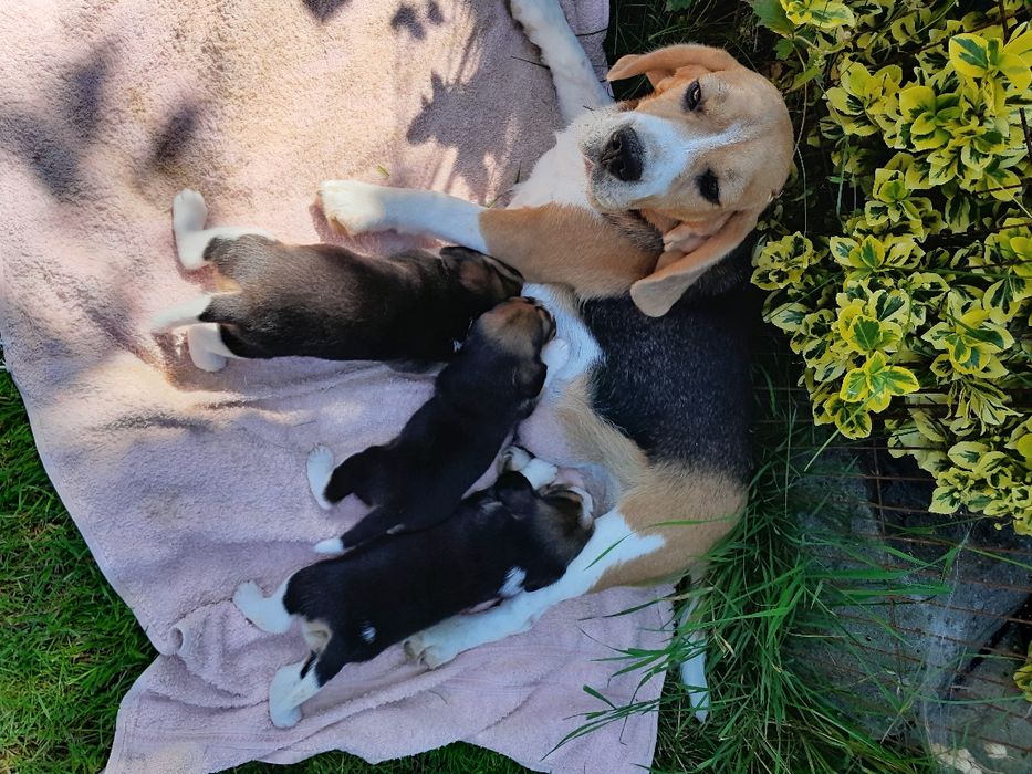 Beagle szczeniak ZKwP(FCI)