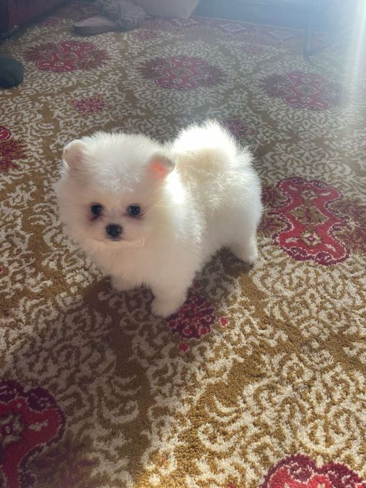 Продам цуценят породи шпіц