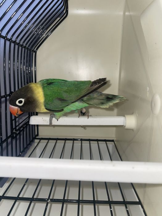 Agapornis personatas