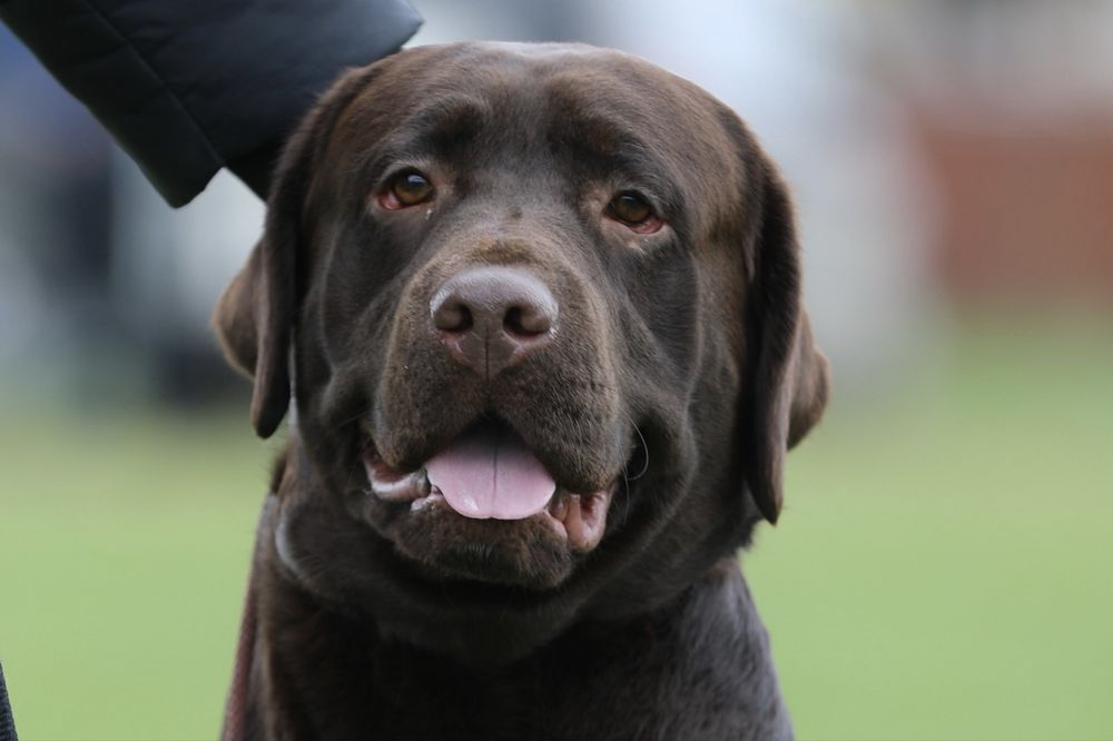 Вязка лабрадор ретривер