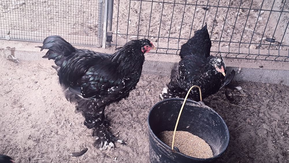 Brahmas Black um casal