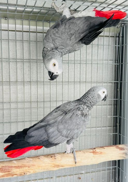 Papagaio cinzento