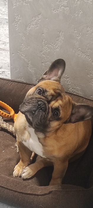 В'язка французького бульдога