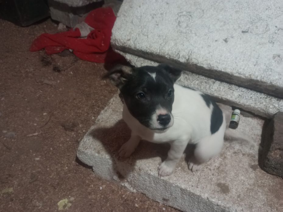 Кобелек небольшого размера 3,5 месяца вакцинирован