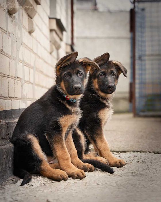Дівчатка німецької вівчарки