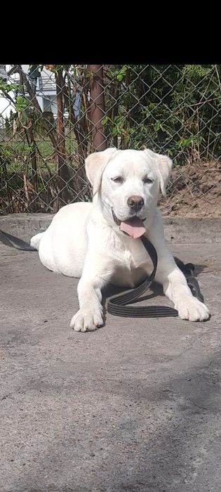 Labrador Retriever biały biszkoptowy