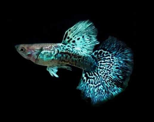 Guppy Green e Blue (CASAL)