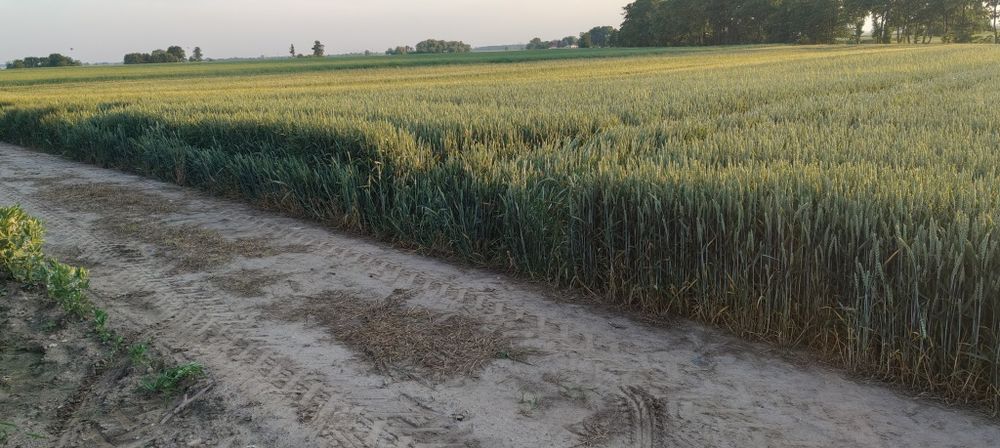 Sprzedam pszenice oścista oraz jęczmień ozimy